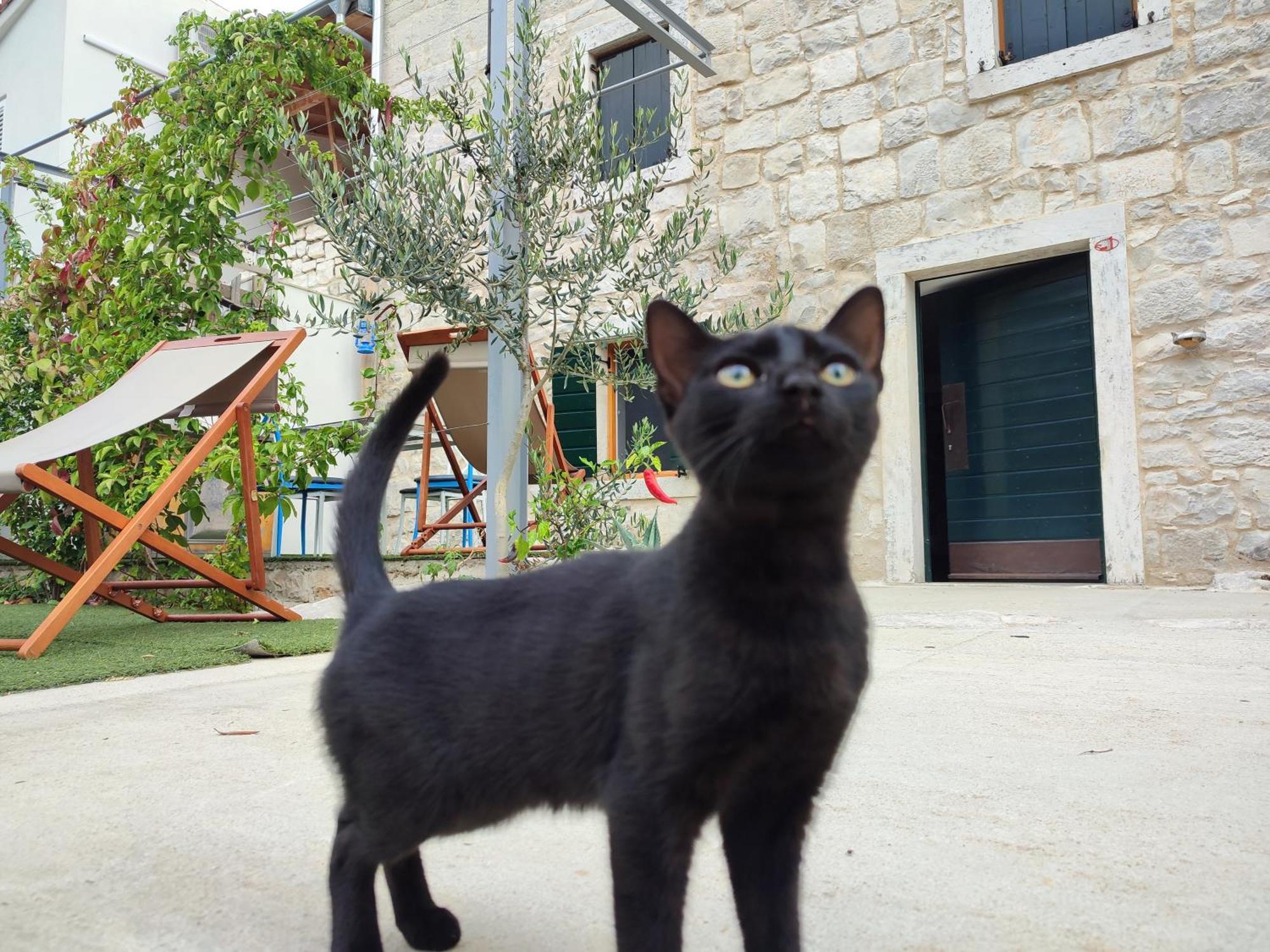 Apartmani Peljesac Sova 斯瑞瑟尔 外观 照片